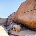 NAM ERO Spitzkoppe 2016NOV24 CampHill 041 : 2016, 2016 - African Adventures, Africa, Camp Hill, Date, Erongo, Month, Namibia, November, Places, Southern, Spitzkoppe, Trips, Year